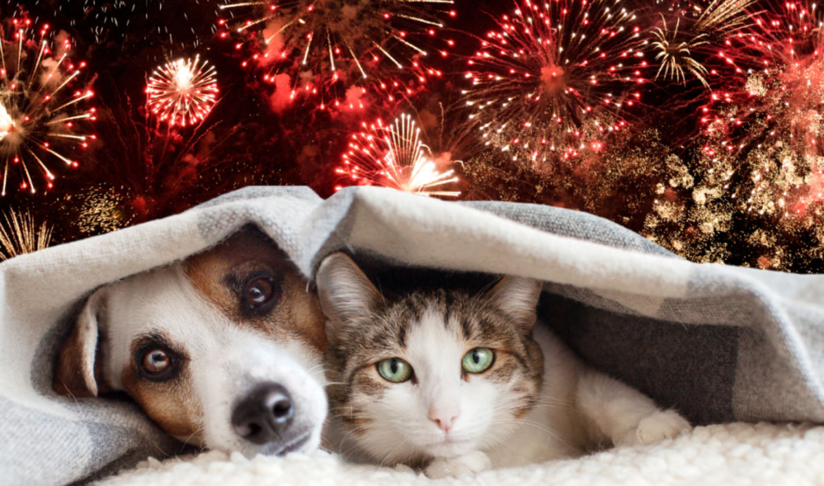 4th of July Pet Safety: Tips to Keep Your Dogs & Cats Safe, Calm, and Happy