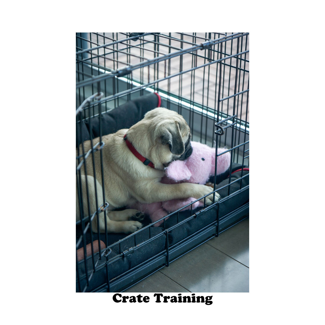 Crate Training