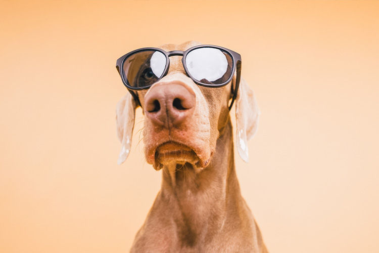 Summer Safety for Pets in Arizona: What to Know Before You Head Outside