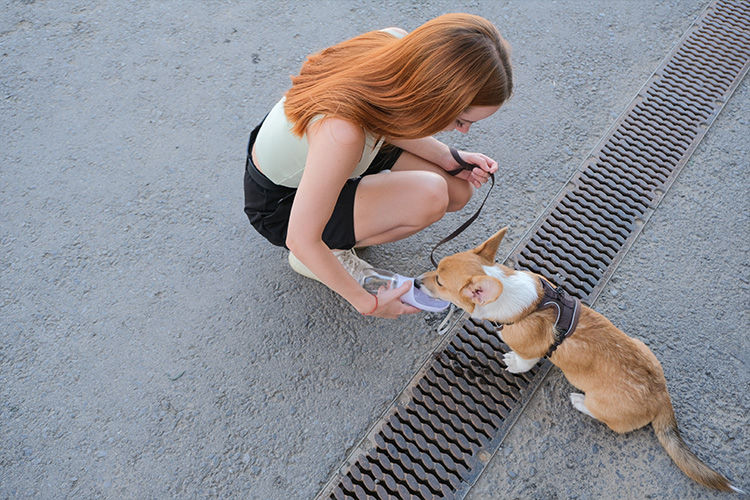 How Hot Is Too Hot? Protecting Your Dog’s Paws During Summer Walks