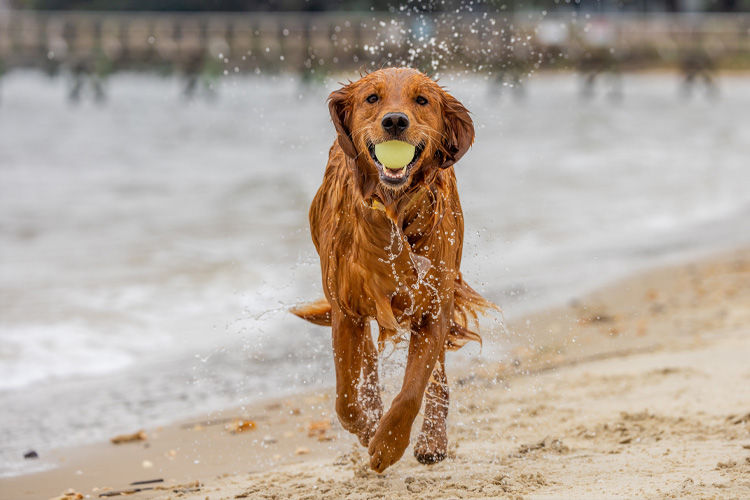 Water, Play, and Summer Energy: Safe Ways to Keep Your Dog Active in the Heat