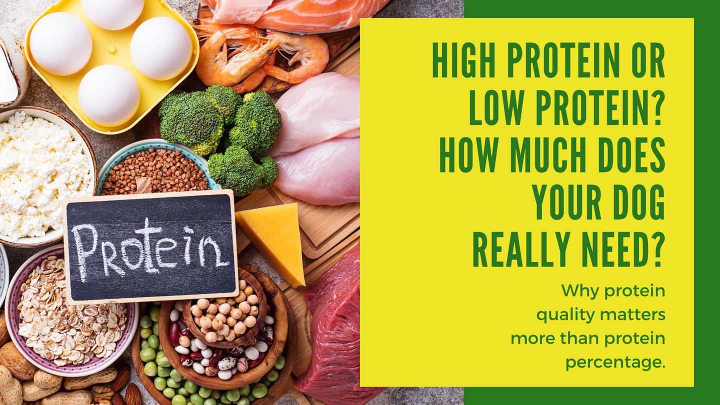 High Protein or Low Protein? How Much Does Your Dog Really Need?