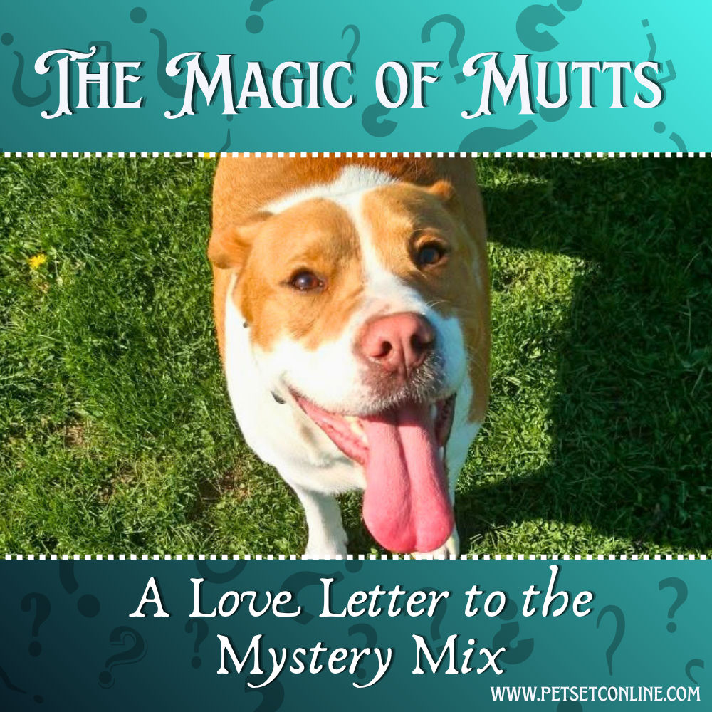 The Magic of Mutts: A Love Letter to the Mystery Mix