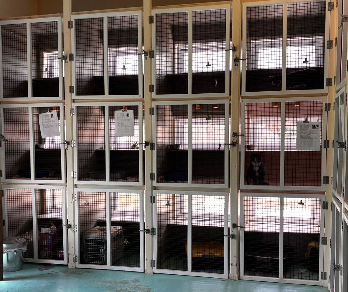 Cat boarding kennel