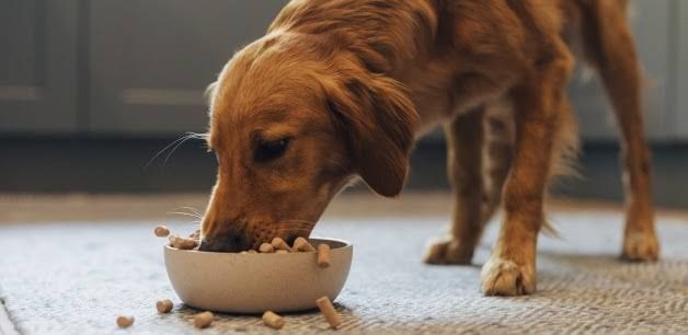 Nutritious and Versatile: Why We Love Freeze-Dried Dog Food