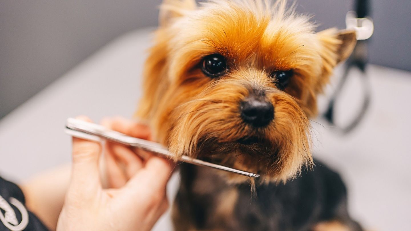 What Are Signs Your Dog Needs Professional Grooming?
