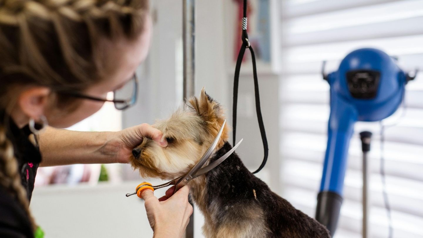 Pet Grooming in Northland Kansas City