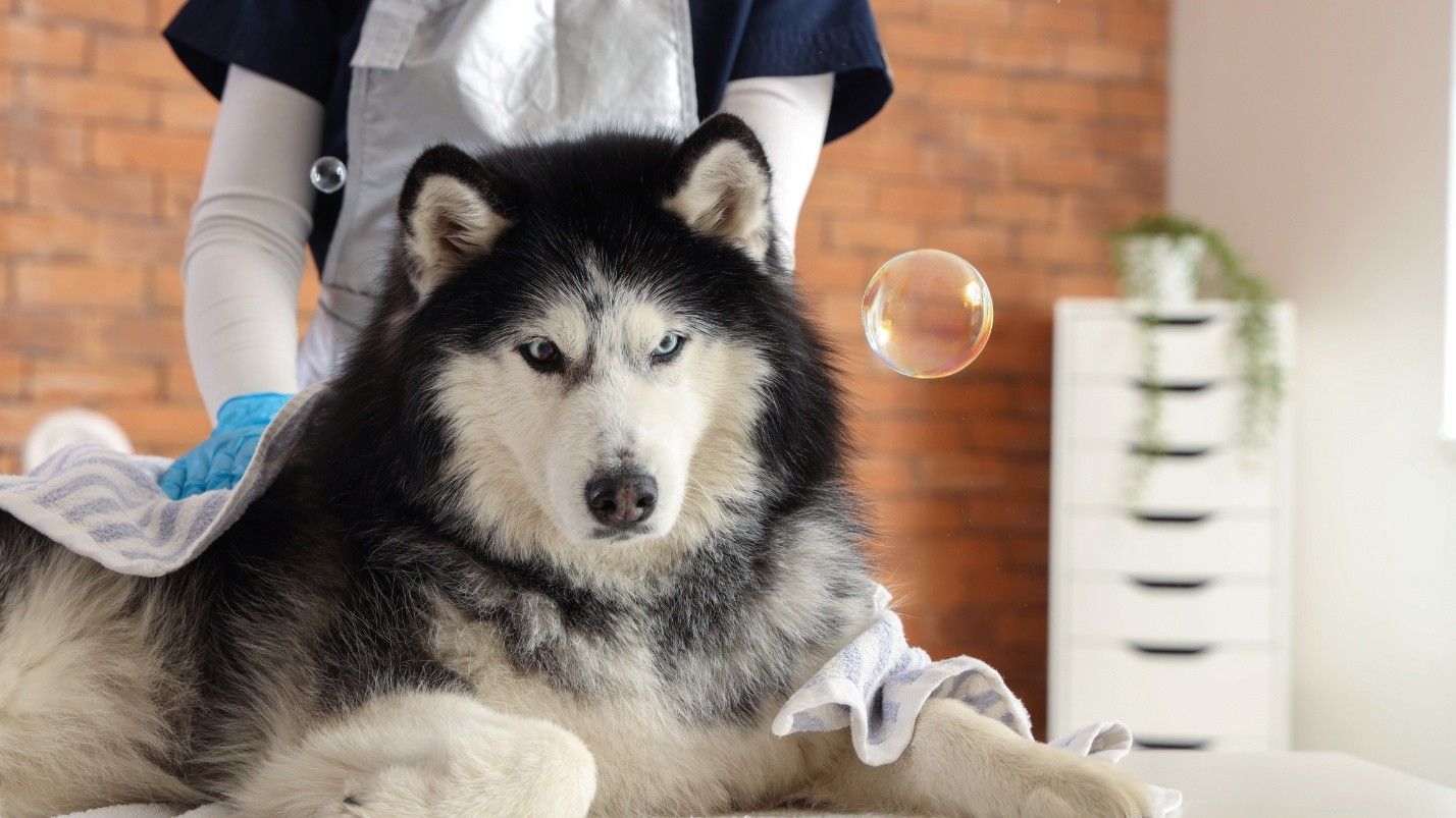 How Often Should Dogs Be Professionally Groomed?