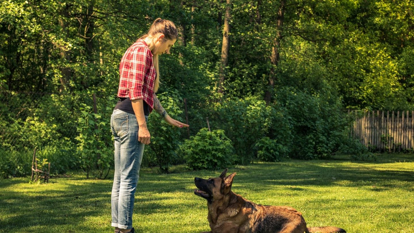 How to Choose the Best Dog Trainer for Your Dog