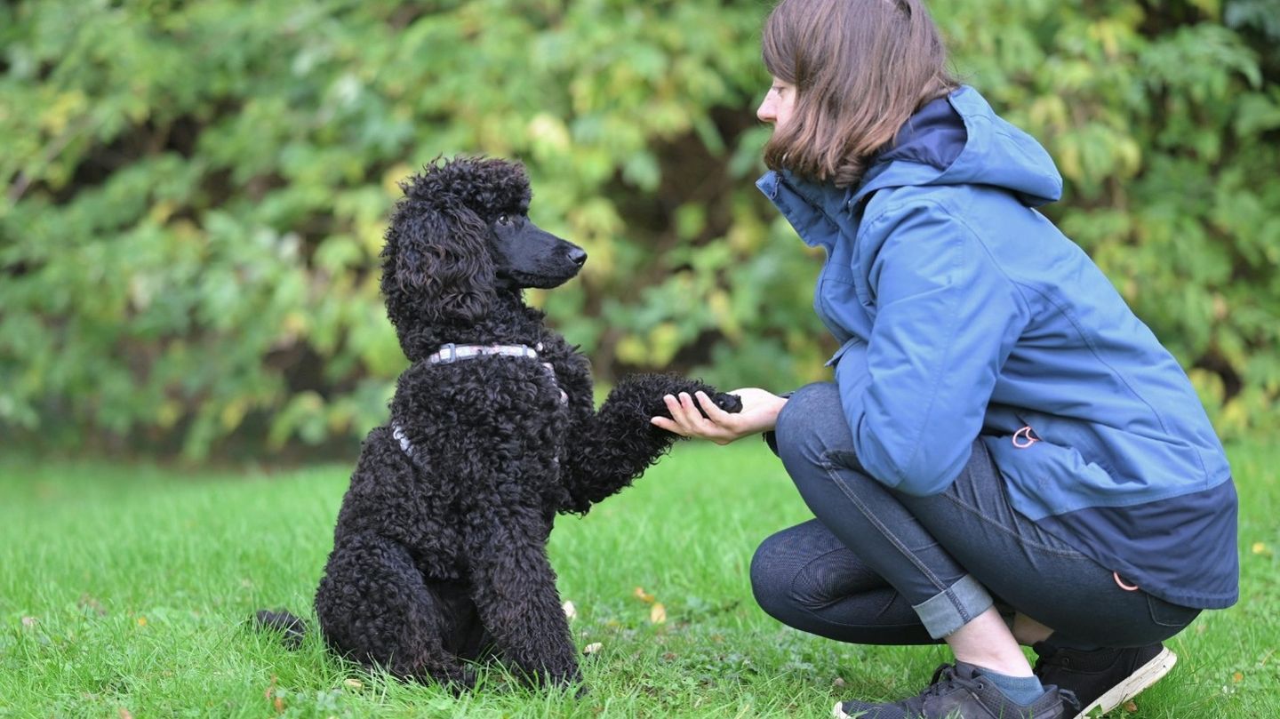 Best Dog Trainer in Kansas City