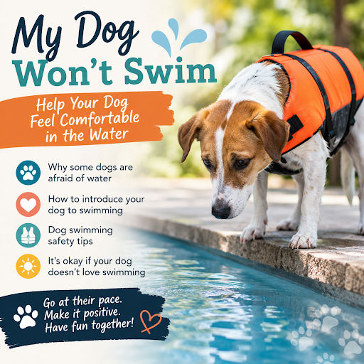 My Dog Won't Swim: How to Help Your Dog Feel Comfortable in the Water