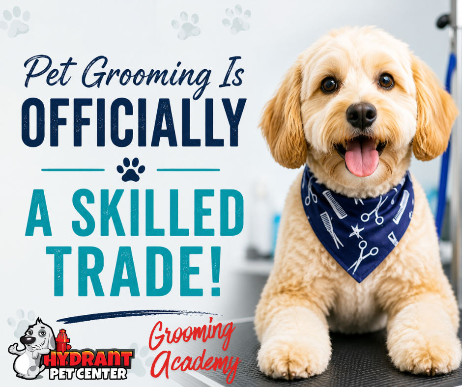 Pet Grooming Is Officially an Apprenticeship Career