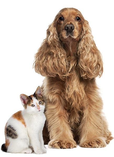Dog-Cat