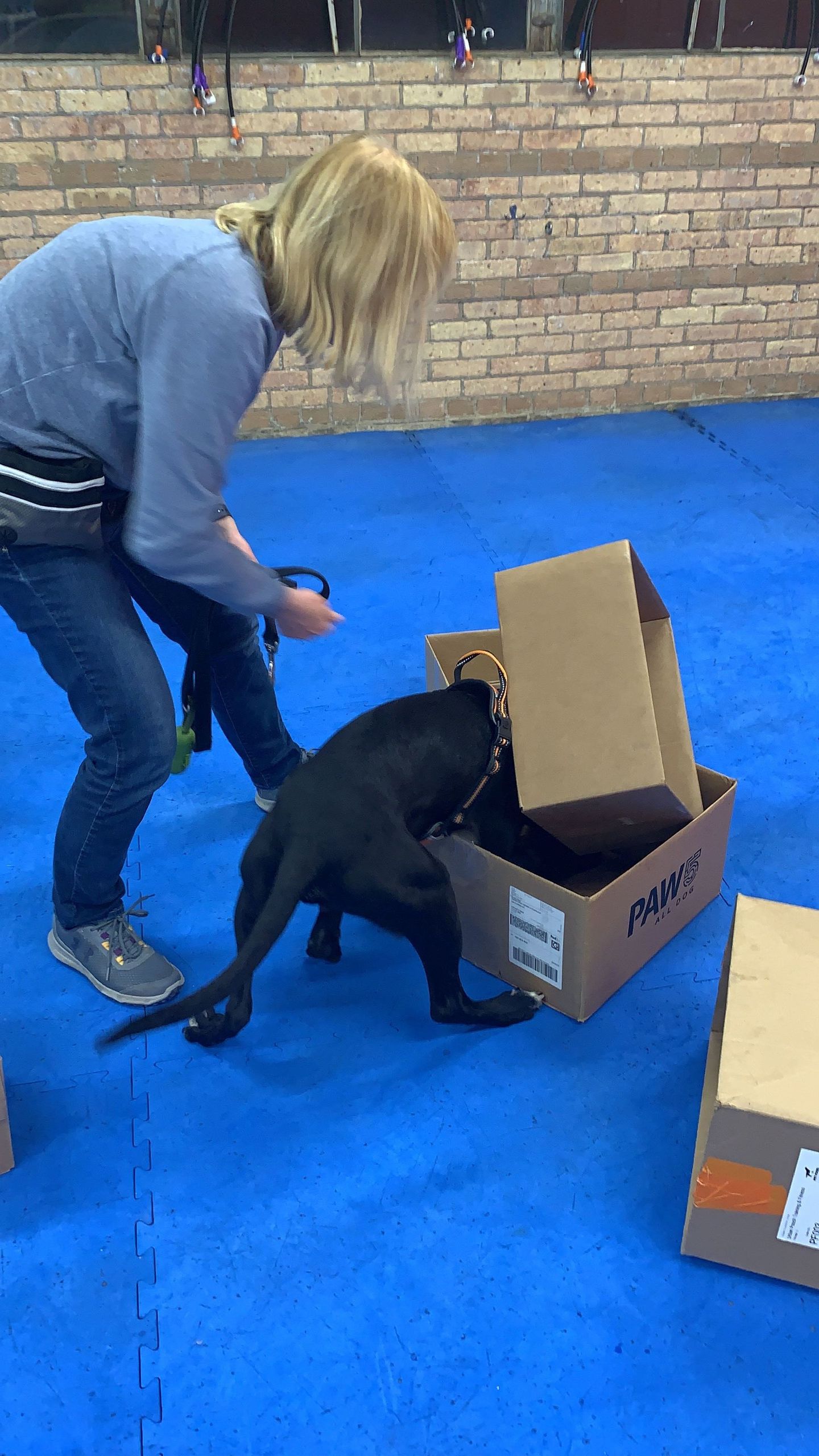 Nose Work - Ongoing - What a Great Dog! Training Center