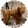 Self-Service Dog Wash