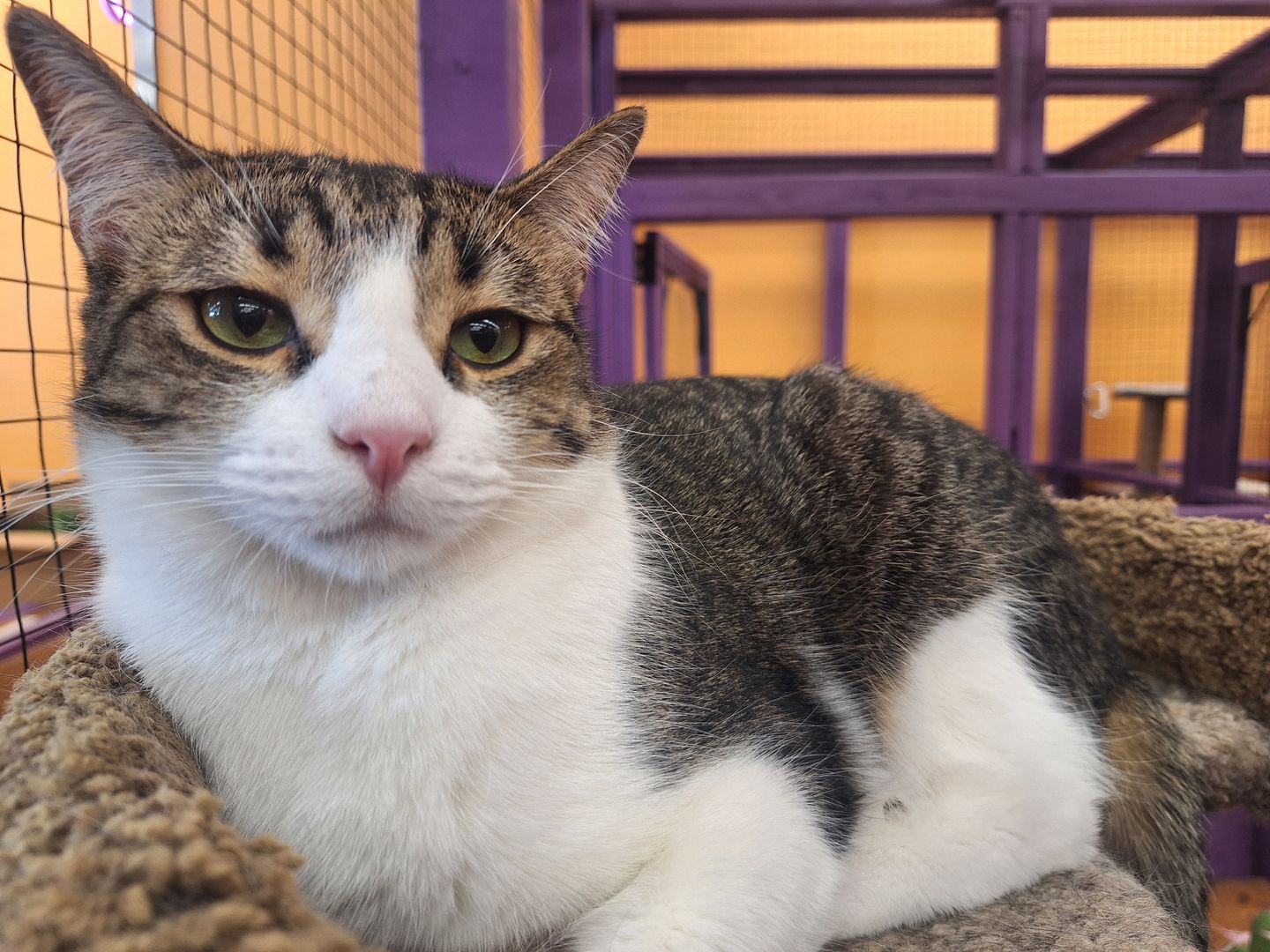 Image of Local Pet Event Adoption Day at Boofy's Kat Kastle Suites (Cutler store) Nearby