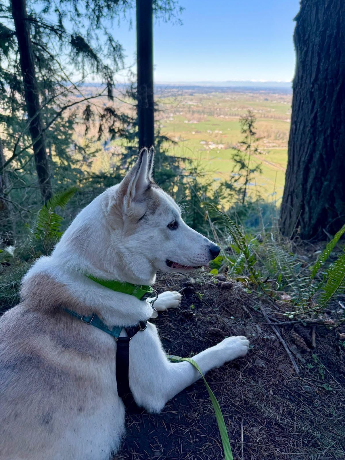 Image of Local Pet Event FREE Hiking with Dogs Trail First Aid Class! Nearby