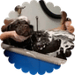 Dog Wash