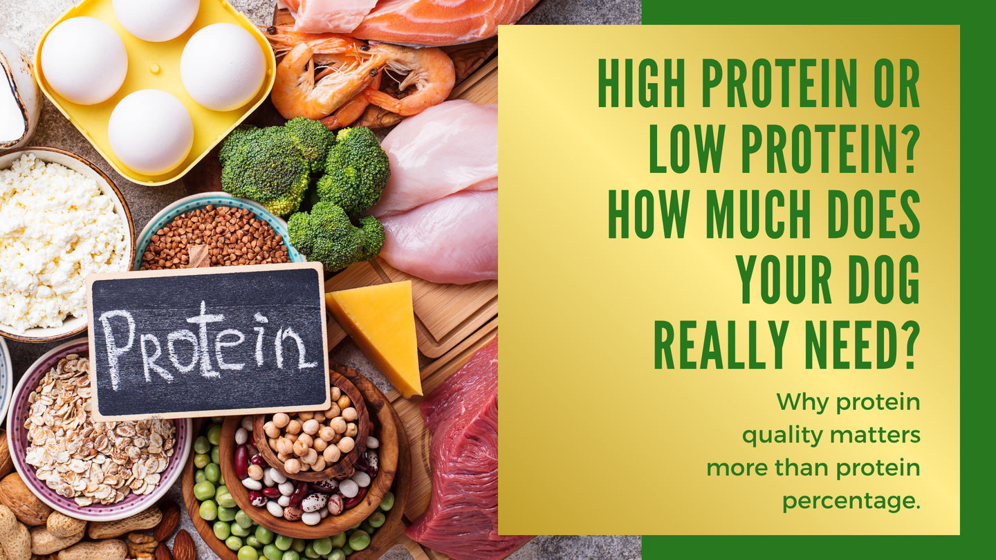 High Protein or Low Protein? How Much Does Your Dog Really Need?