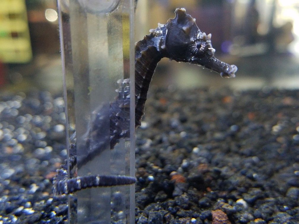 Captive Raised Seahorses - FB live video