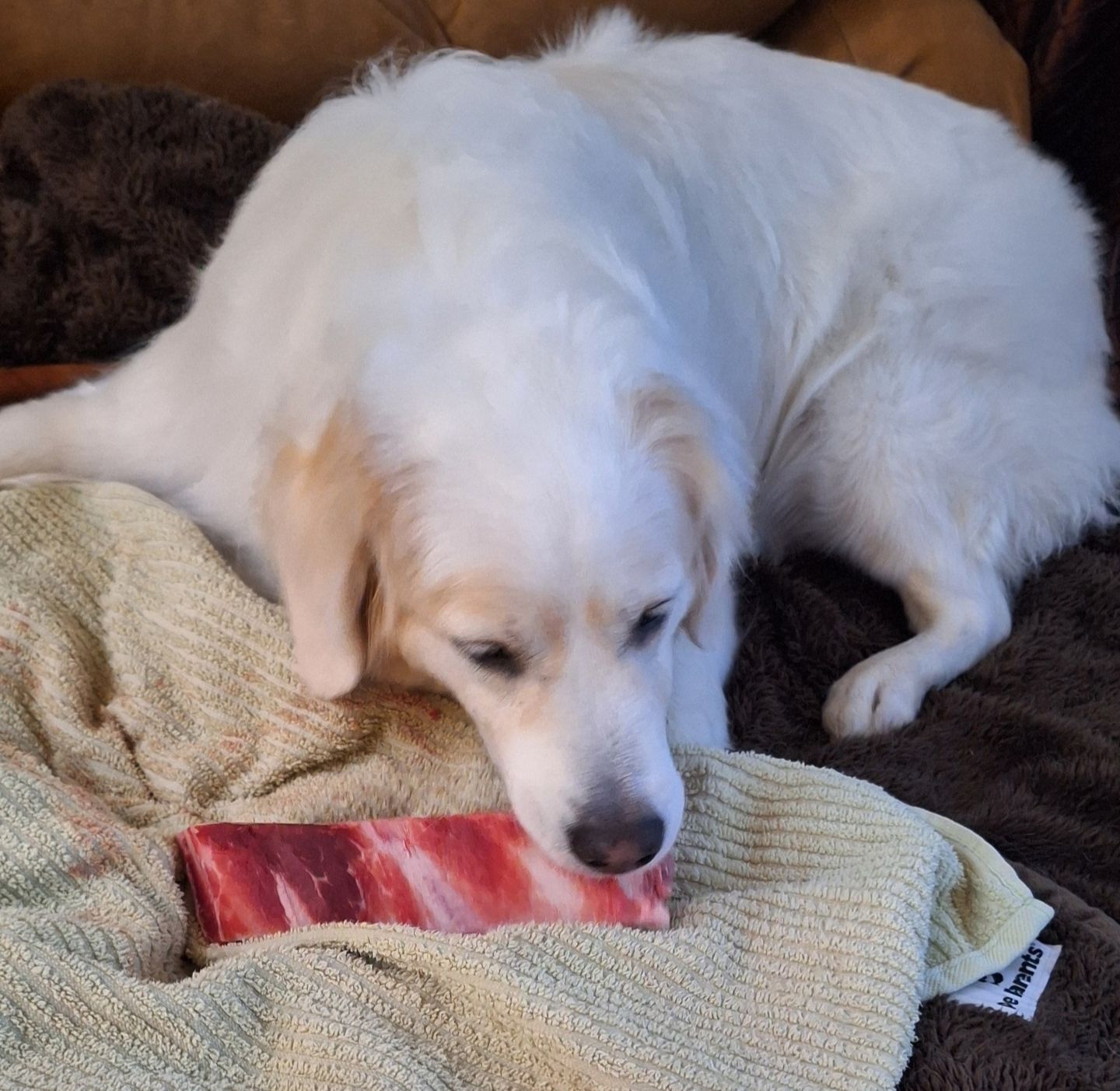 Image of blog post Thinking About Switching Your Pet to a Raw Diet?