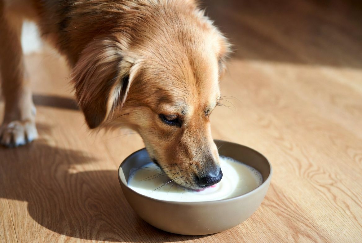 Image of blog post Why Gut Health Matters More as Pets Age (and What Postbiotics Can Do)