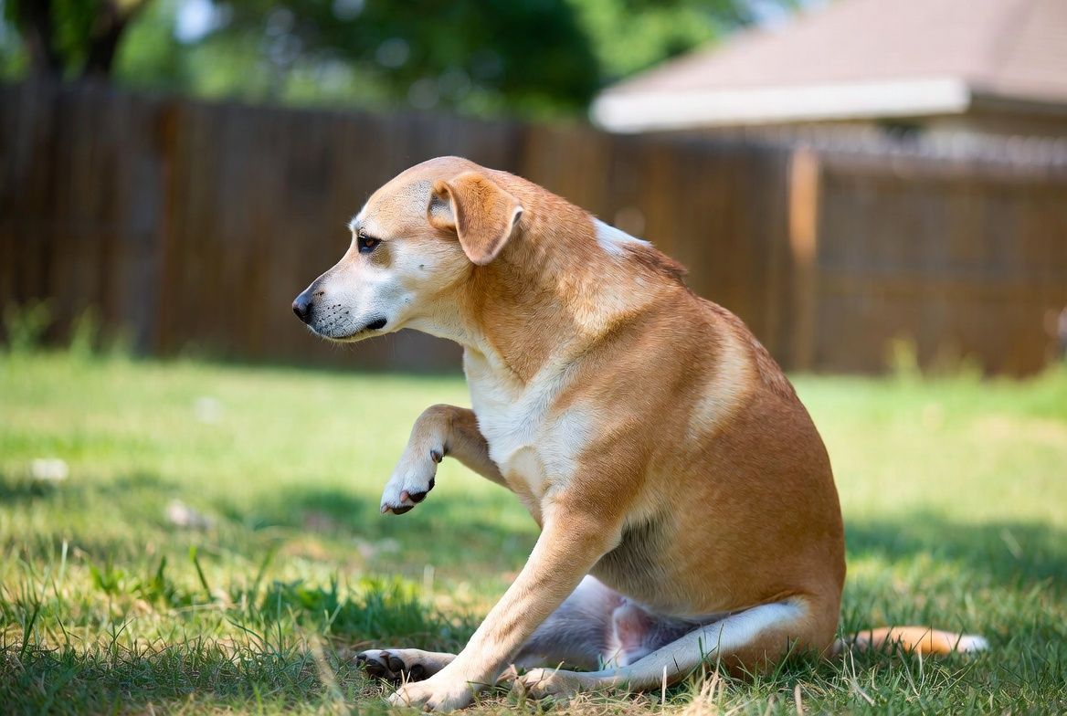 Image of blog post Natural Flea & Tick Options That Actually Help in a Hot, Humid Climate