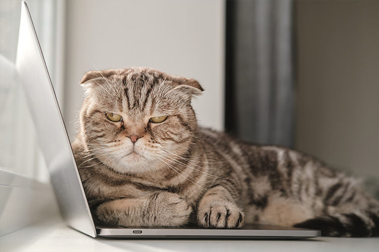 Do Cats Get Bored? Signs Your Indoor Cat Needs More Enrichment