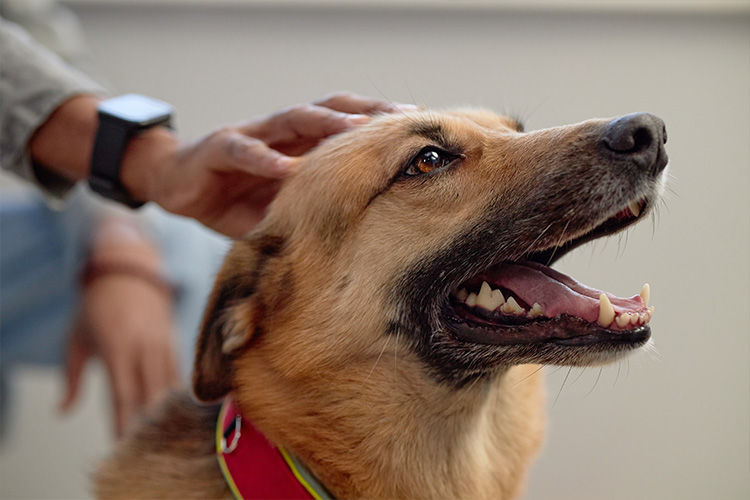 Five Small Changes That Can Improve Your Pet’s Daily Life