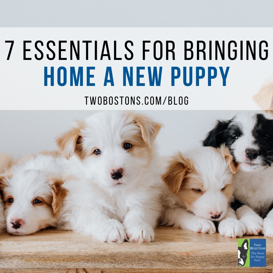 essentials for bringing a puppy home