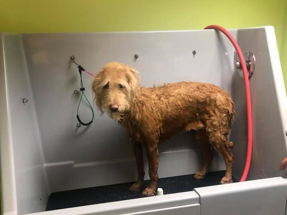 Dog Grooming + Self Wash