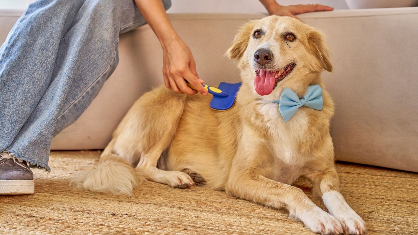Pet Grooming in Northland Kansas City