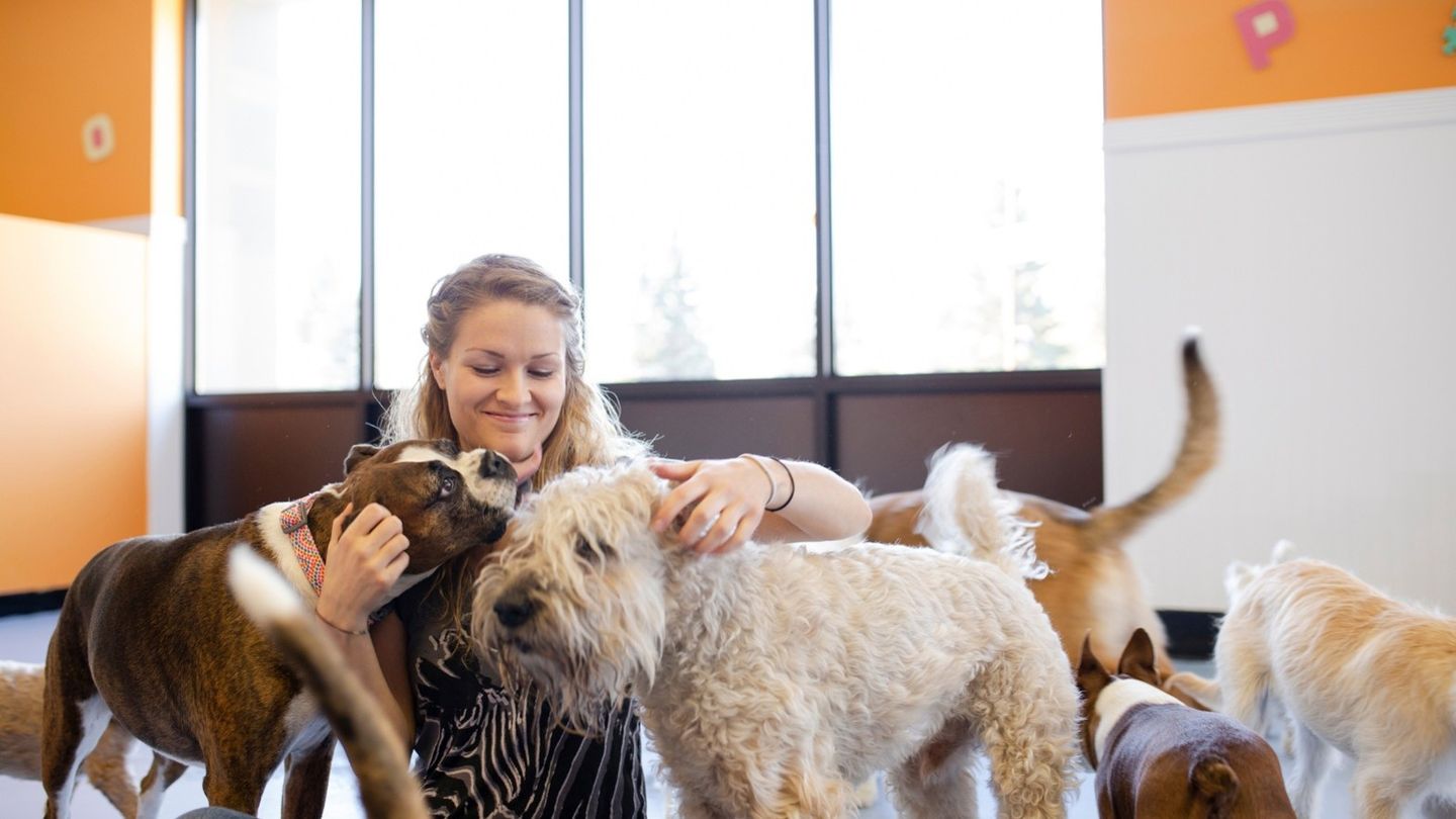 Doggie Daycare in Kansas City