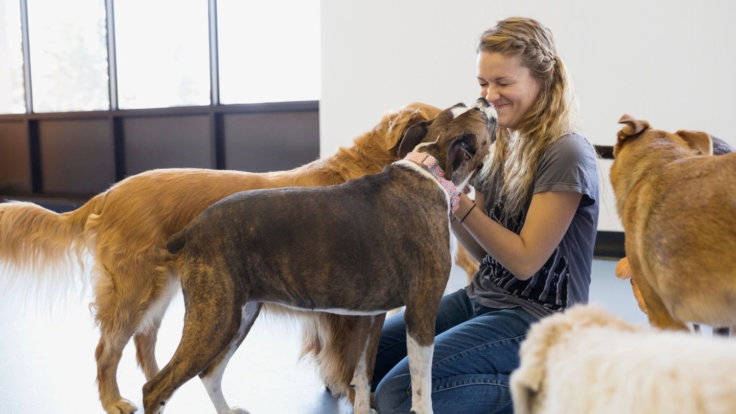 What Is Doggie Daycare and How Does It Work?