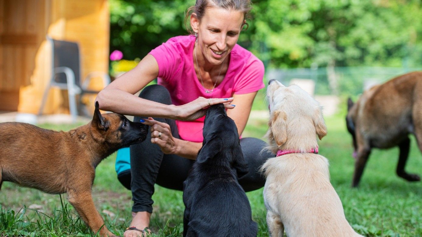What Should You Expect from Professional Dog Training?