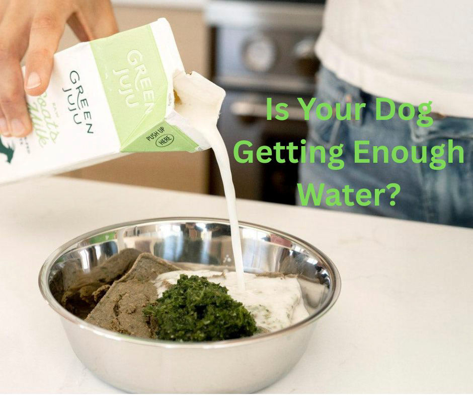 Is Your Dog Getting Enough Water?  The Answer May Surprise You