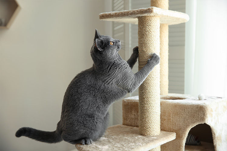 Choosing the Right Scratching Surface for Your Cat
