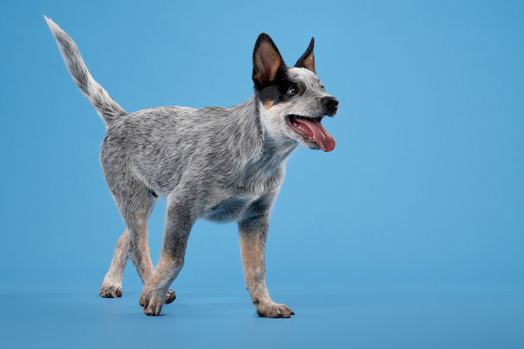 What Your Dog’s Body Language Is Trying to Tell You