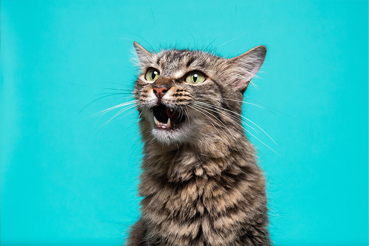 Hairballs: What’s Normal and When to Pay Attention