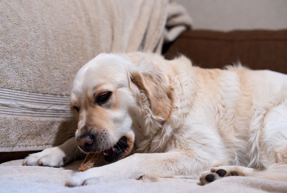 Image of blog post Why Chewing Is So Good for Dogs (and Why We Skip Rawhide)