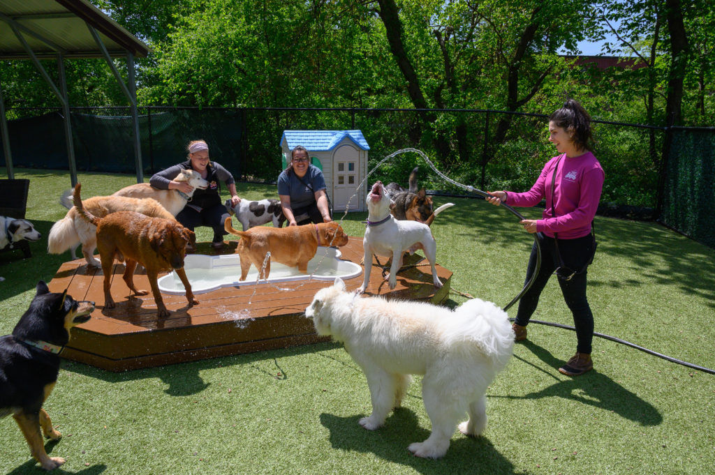 Image of blog post How to Beat the Heat with Your Dog