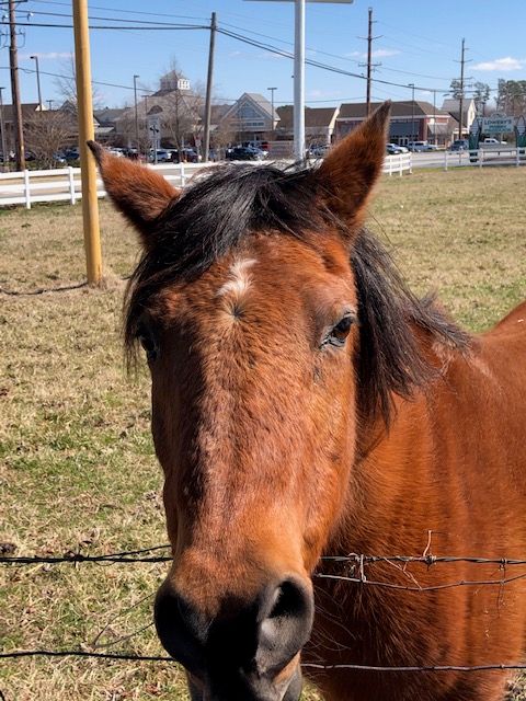 The Grooming Place Pet Shop