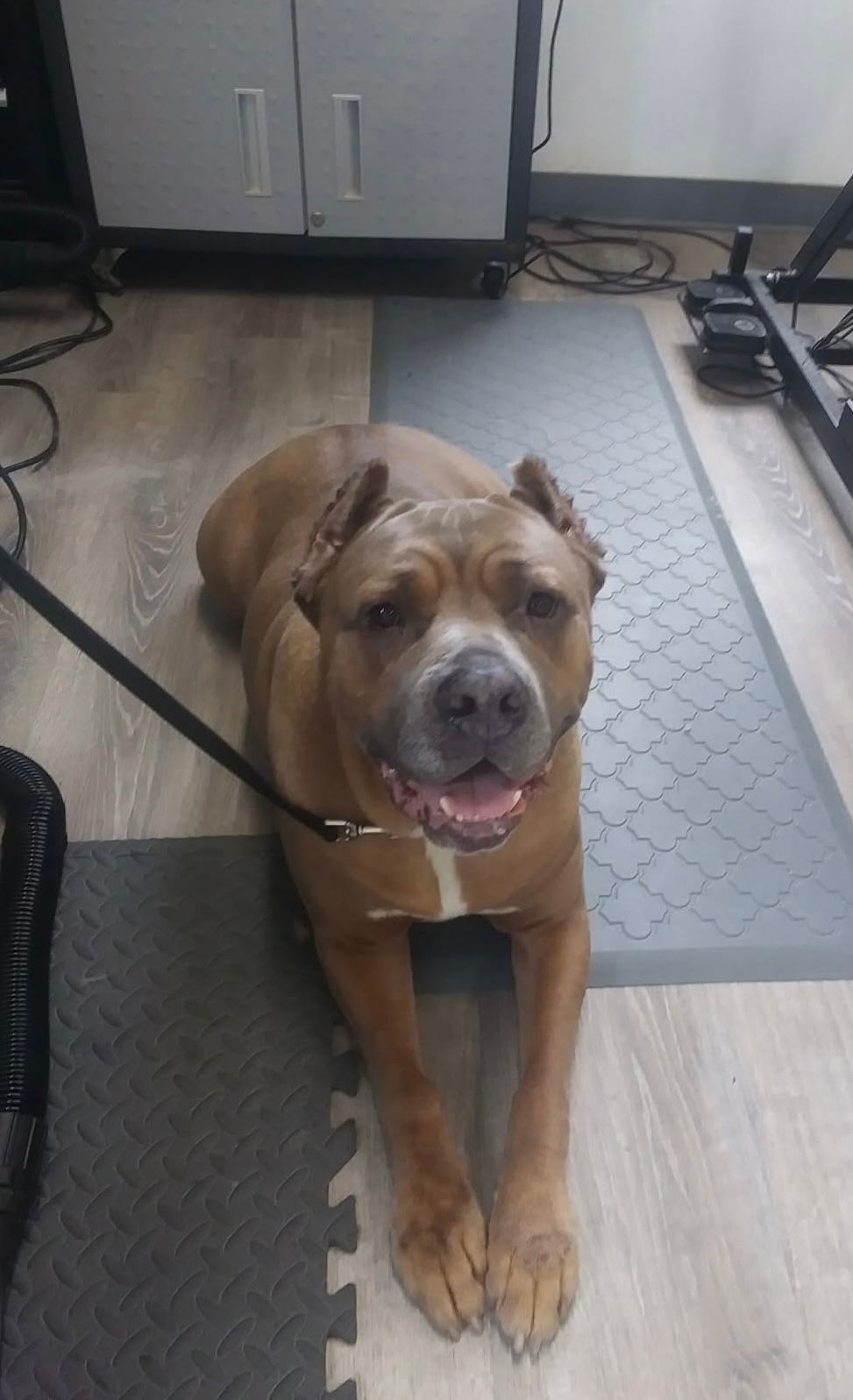 The Grooming Place Pet Shop dog and cat grooming services
