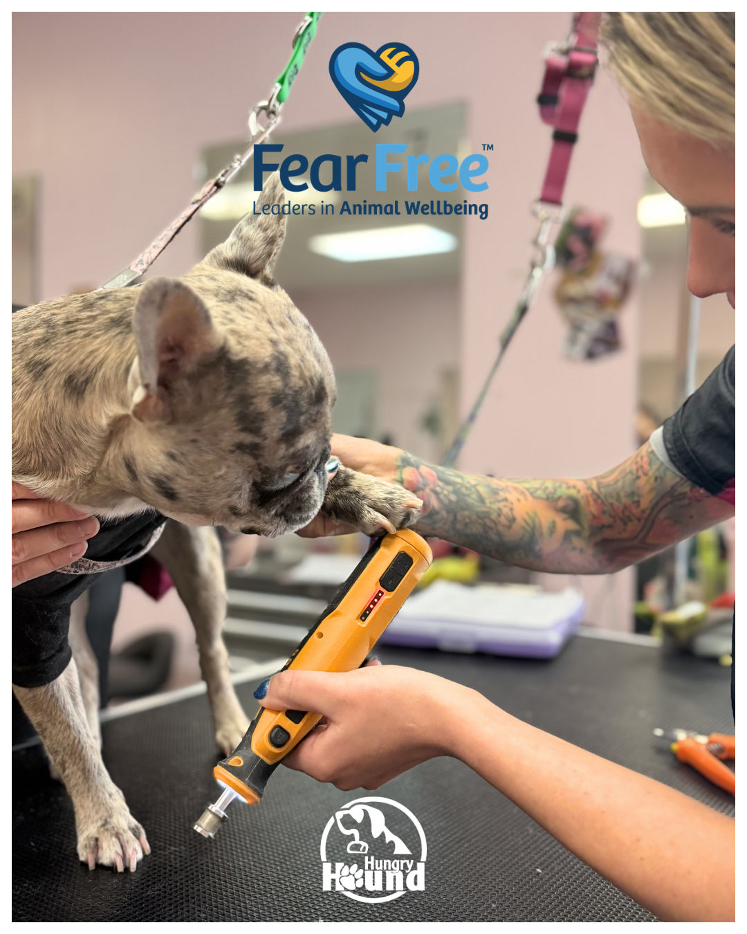 What Is Fear Free Grooming? Here's What It Means for Your Dog
