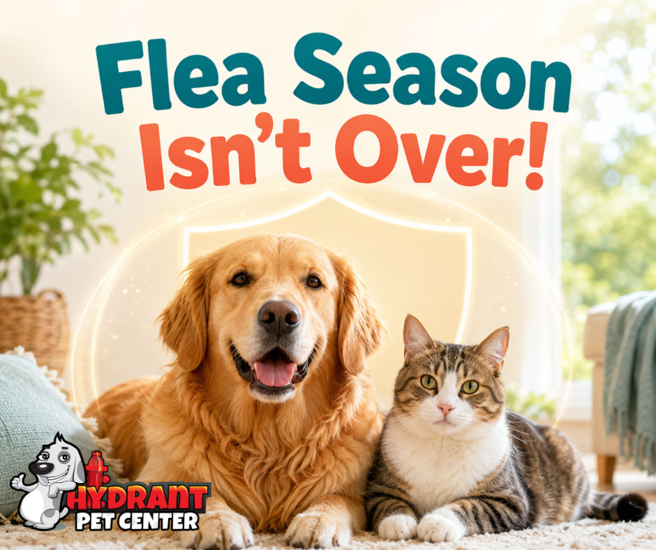 Flea Season Isn't Over!