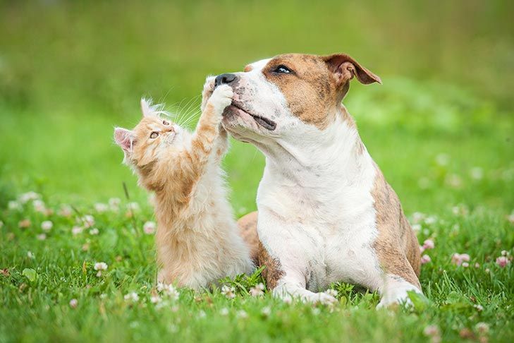 Signs of a Heat Stroke in Dogs & Cats