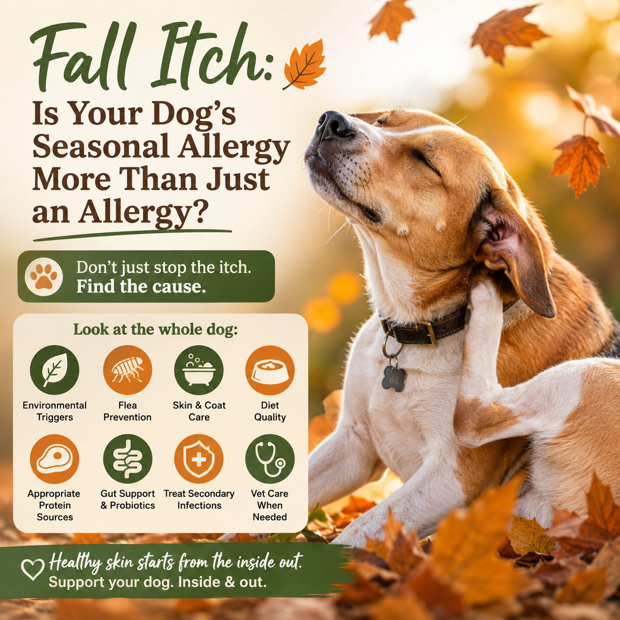 Fall Itch: Is Your Dog’s Seasonal Allergy More Than Just an Allergy?