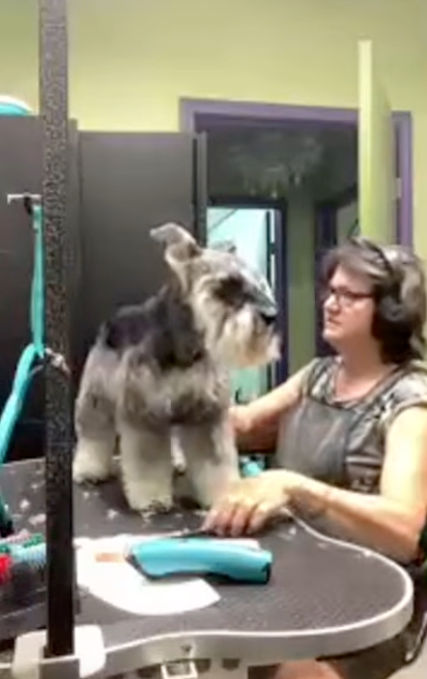 Wendy Britt grooming a Schnauzer at Tail Waggins Dog Bakery