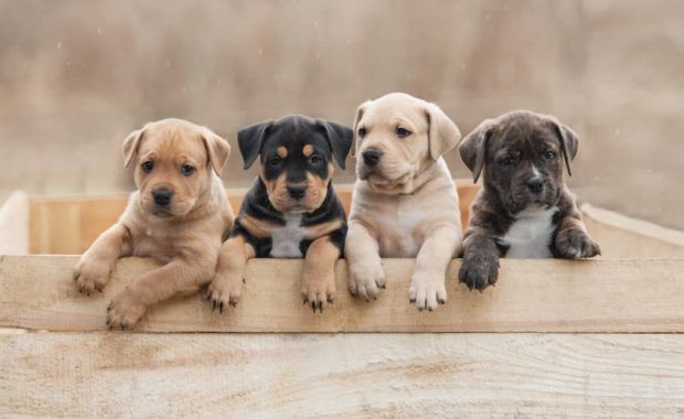 Training a New Puppy
