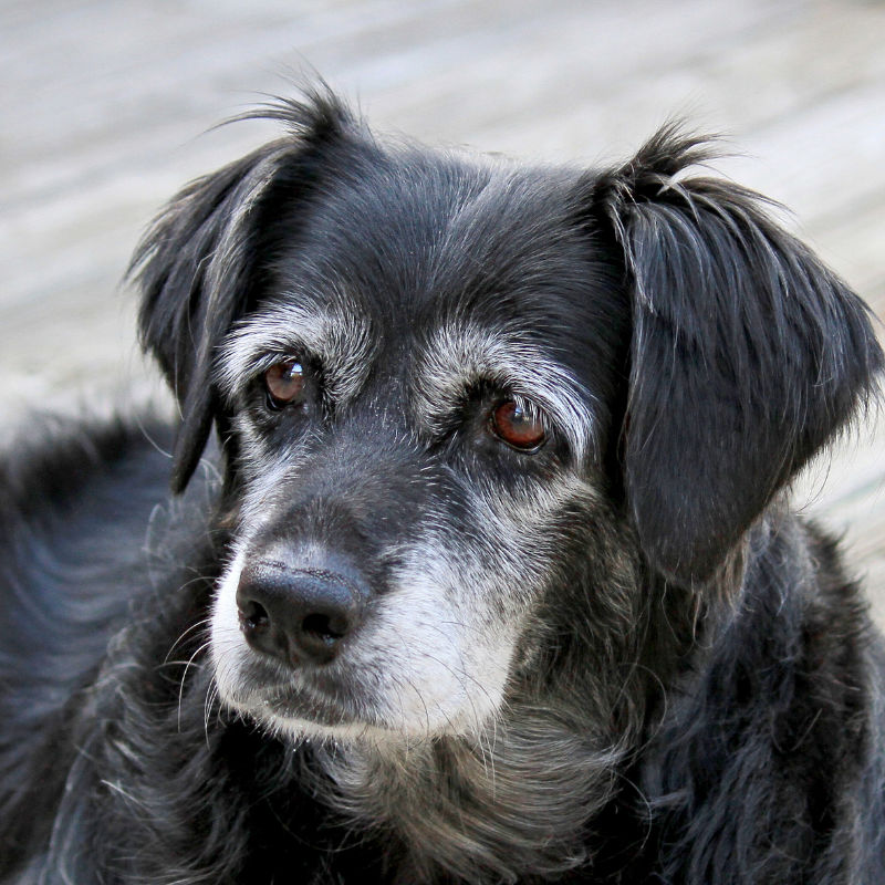 Senior dog